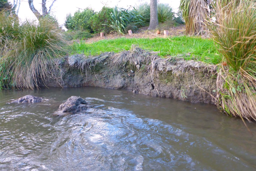 Channel erosion has resulted in this stream becoming deeply incised ...