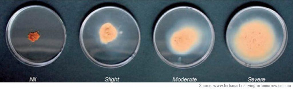 Slake test. Local loess is in the ‘severe’ category.